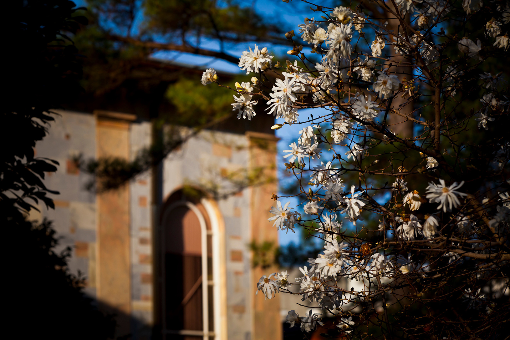 flowering tree in foreground of Convocation Hall on Emory's Atlanta campus