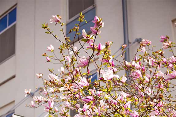 pink blooming dogwood tree in front of Emory campus building