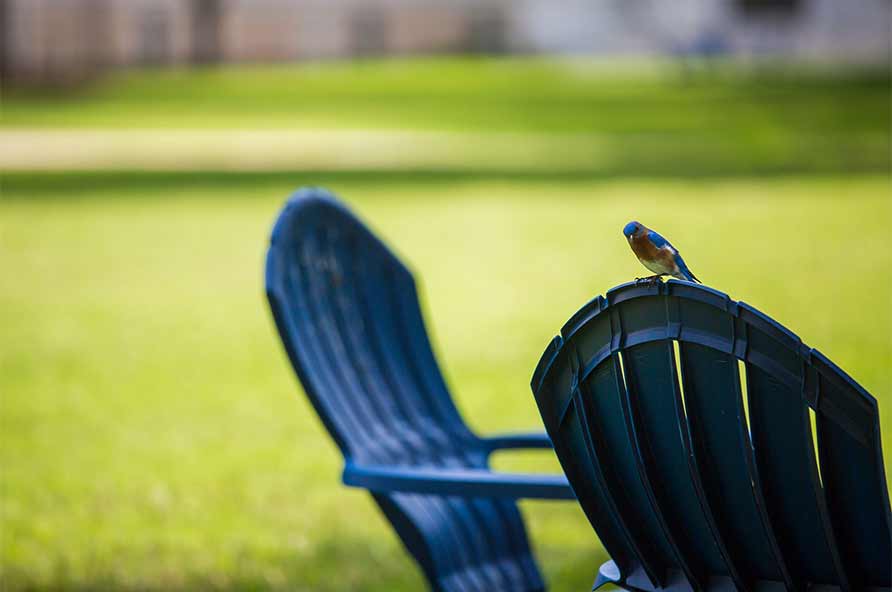 a bird perching on a blue lawn chair on the Emory Atlanta campus quad