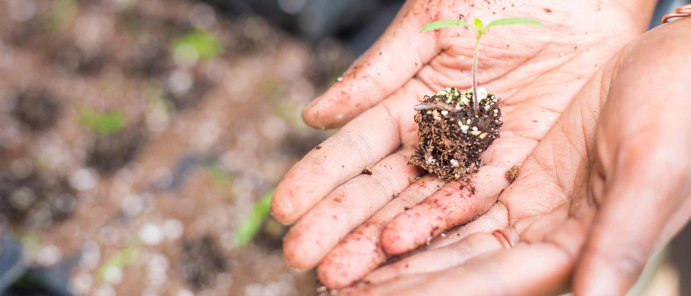 hands holding a clump of soil with a sprouting seedling from Oxford Organic Farm
